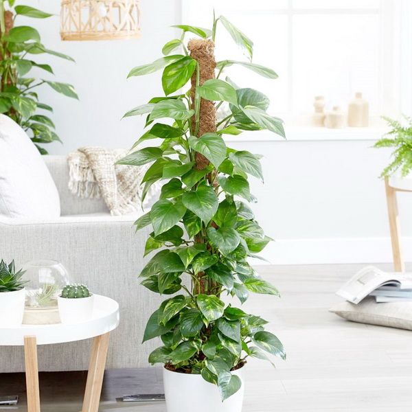 Virágküldés Budapest - Epipremnum aureum (futóka) (cs:21cm, m:150cm)