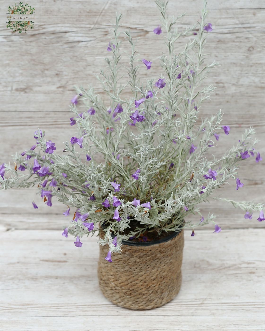Blumenlieferung nach Budapest - eremophila nivea
