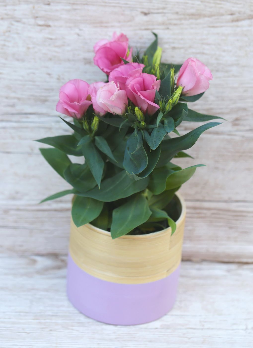 flower delivery Budapest - Eustoma in pot (garden)
