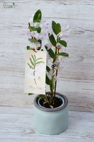 flower delivery Budapest - White - Light purple dendrobium orchid in pot