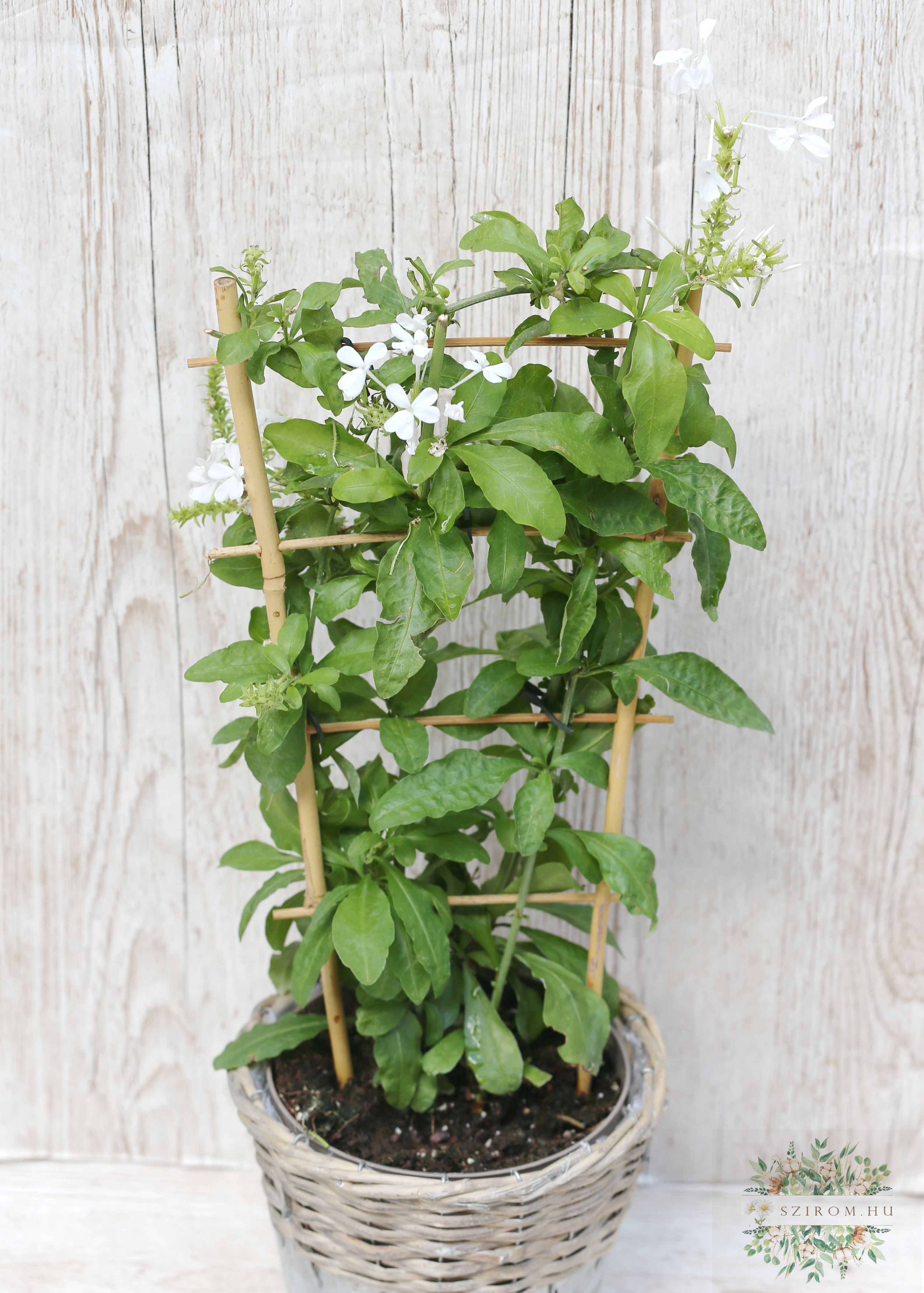 flower delivery Budapest - white flowered lead flower (Plumbago) in a pot