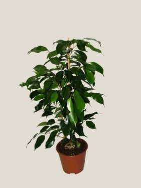 Blumenlieferung nach Budapest - Ficus benjamina (40cm) - Zimmerpflanze