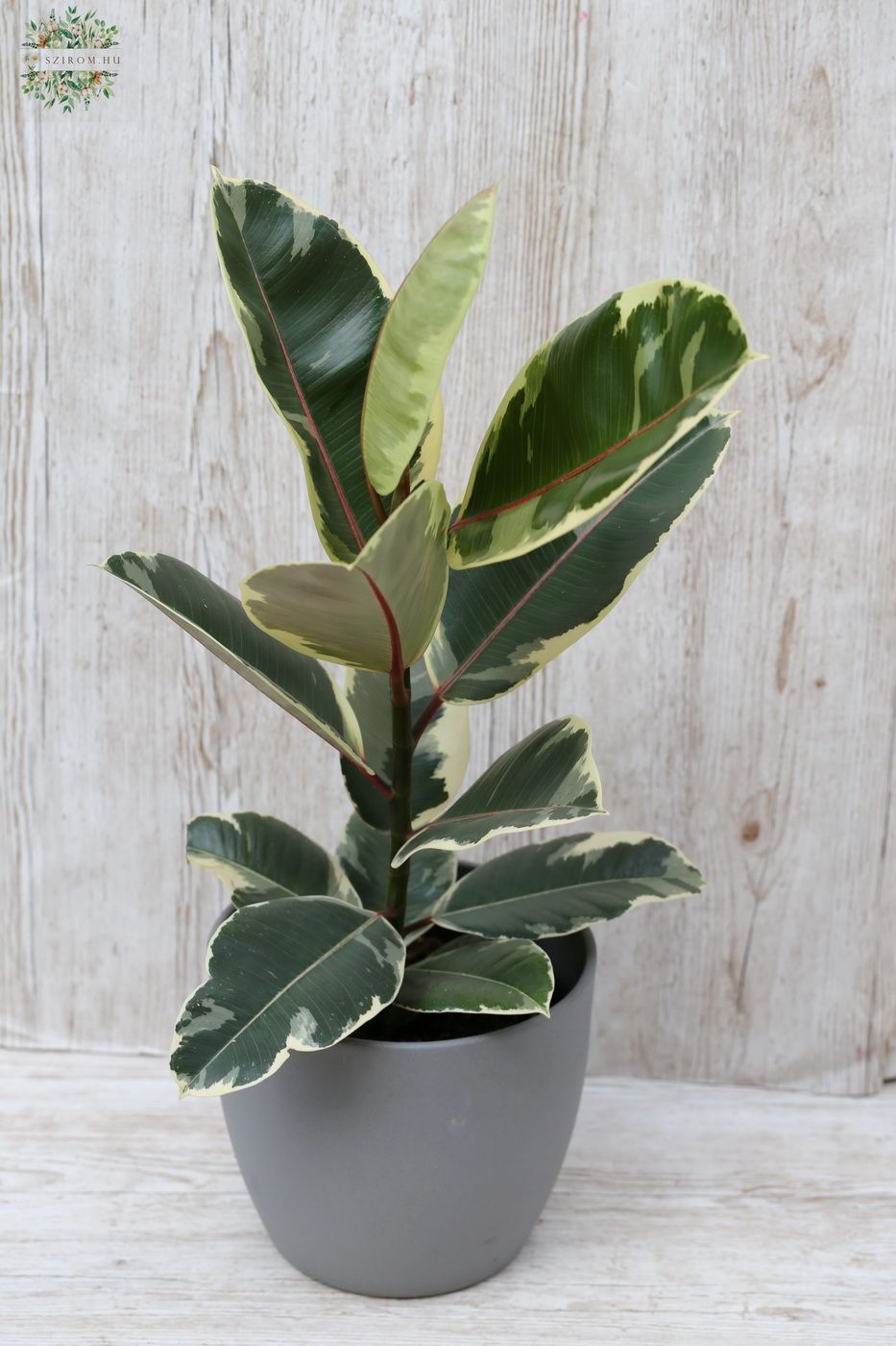 Blumenlieferung nach Budapest - Ficus Elastica 35cm