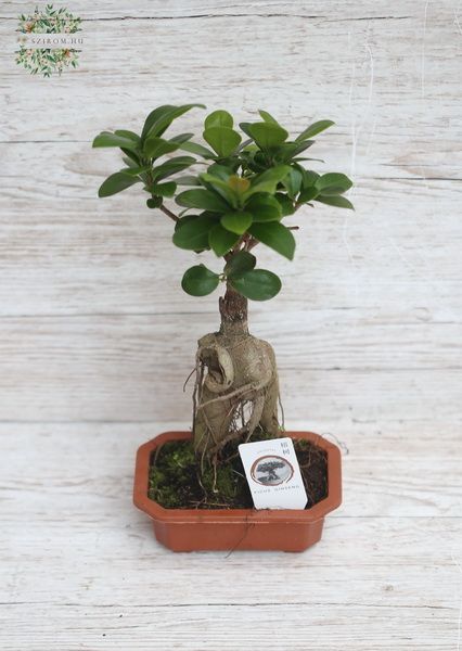 Blumenlieferung nach Budapest - Ficus Ginseng Bonsai