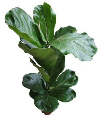 flower delivery Budapest - Ficus lyrata in pot<br>(1,2m) - indoor plant