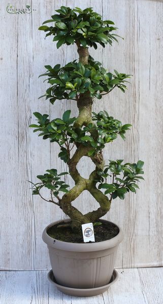 flower delivery Budapest - Ficus microcarpa taupe bonsai 85cm