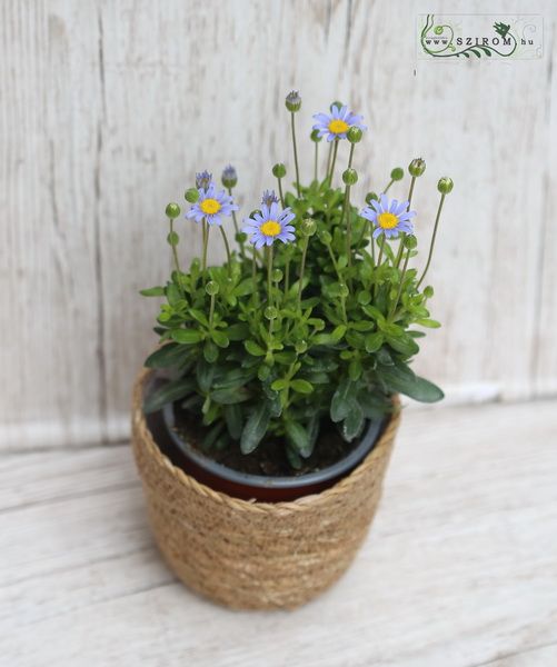 flower delivery Budapest - Felicia amelloides with pot (outdoors)
