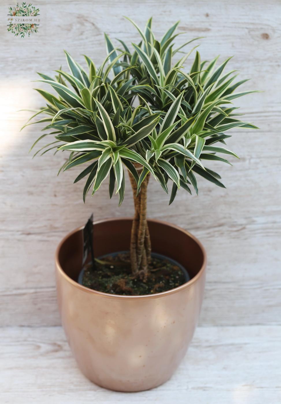 Blumenlieferung nach Budapest - Dracaena mit Topf (45cm)