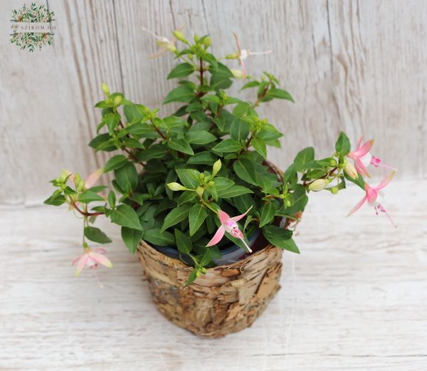Blumenlieferung nach Budapest - Fuchsia (kinti)
