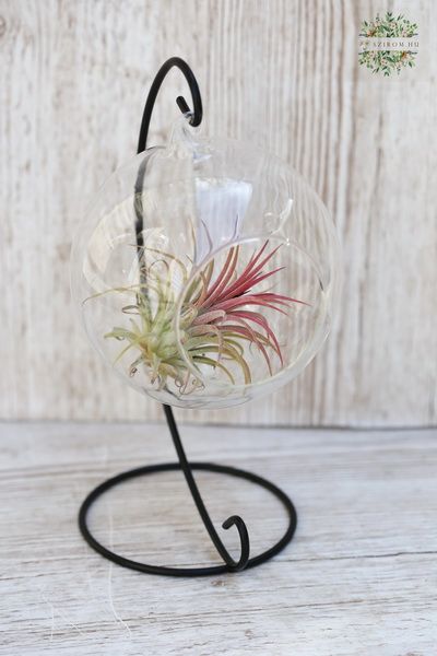 flower delivery Budapest - Tillandsia in a hanging ball