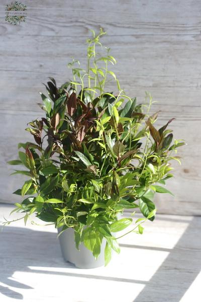 flower delivery Budapest - Leucothoe in pot (30cm)