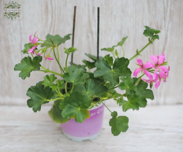 Blumenlieferung nach Budapest - Pelargonium peltatum