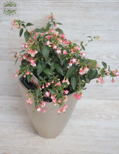 Blumenlieferung nach Budapest - Fuxia mit Topf