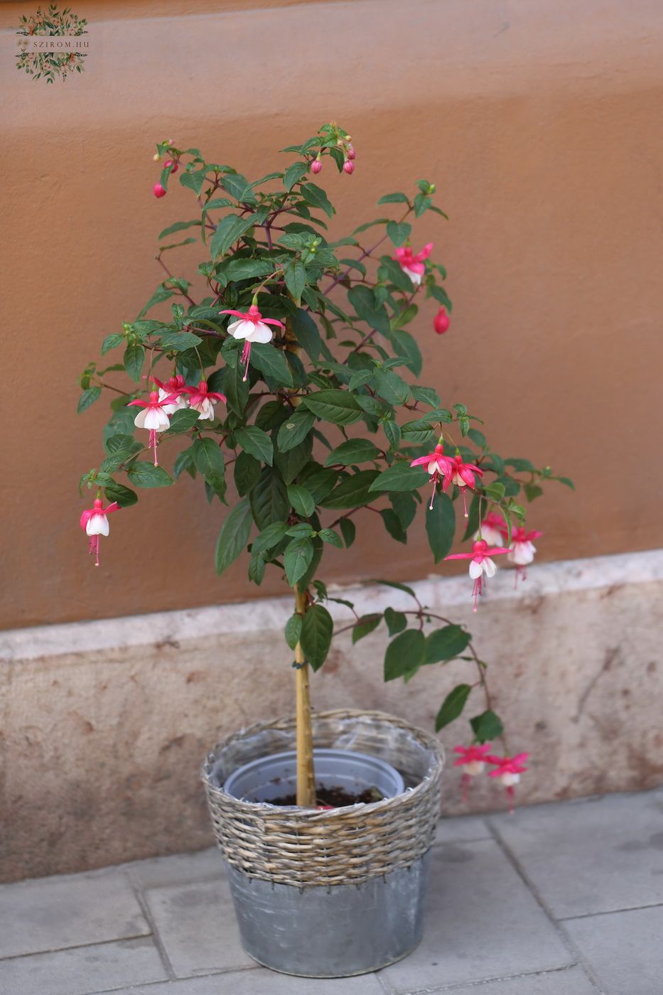 Blumenlieferung nach Budapest - Fuxia im Topf