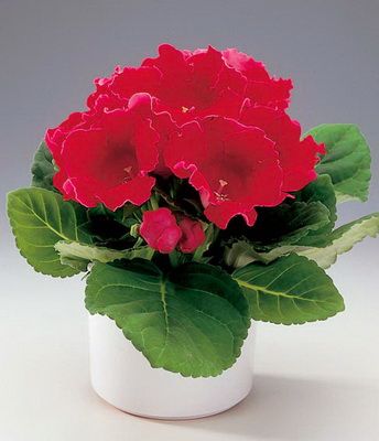 Blumenlieferung nach Budapest - Sinningien in verschiedenen Farben, im Korb