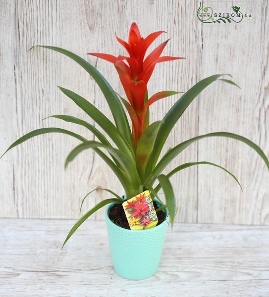 Virágküldés Budapest - Guzmania bromélia kaspóban (40cm)