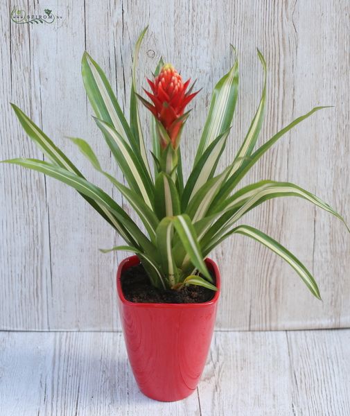 Blumenlieferung nach Budapest - Guzmania torchita 45cm mit topf
