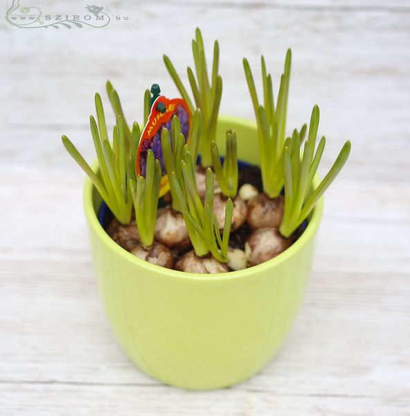 Virágküldés Budapest - gyöngyike kaspóban (Muscari) (20cm)