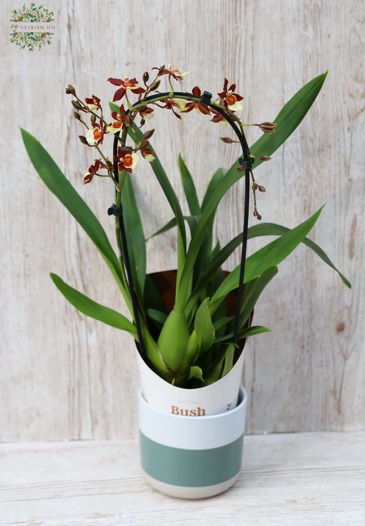 Blumenlieferung nach Budapest - Cascade Cambria Orchide im Topf
