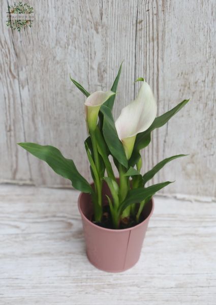 Blumenlieferung nach Budapest - Blassrosa Calla-Lilie im Topf