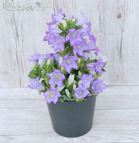 Blumenlieferung nach Budapest - Glockenblume im Topf (30cm)