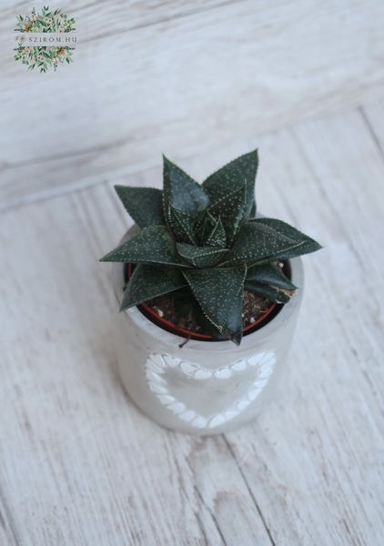 Blumenlieferung nach Budapest - Haworthia