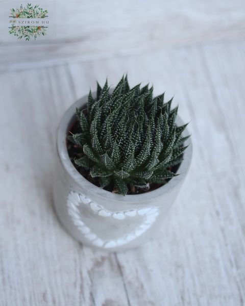 Blumenlieferung nach Budapest - Haworthia