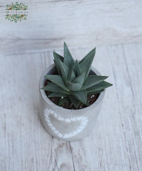 Blumenlieferung nach Budapest - Haworthia