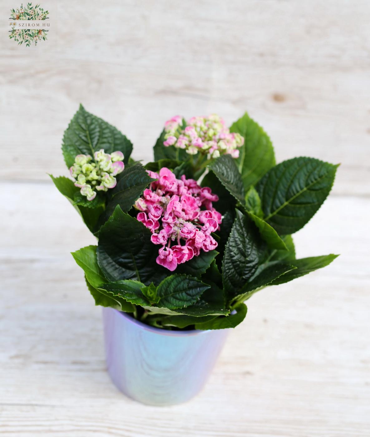 flower delivery Budapest - Hydrangea with pot, 20 cm tall