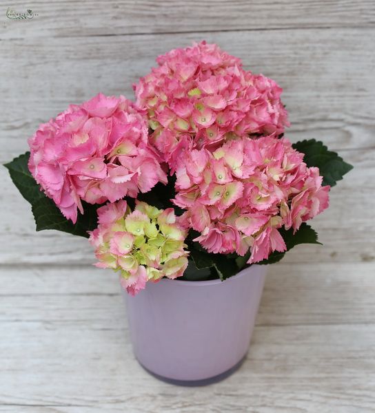 Blumenlieferung nach Budapest - Hortensie im Topf 25cm