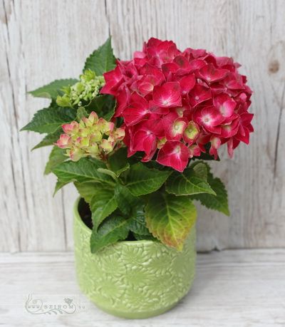flower delivery Budapest - Hydrangea with pots, burgundy (26cm) - balcony plant