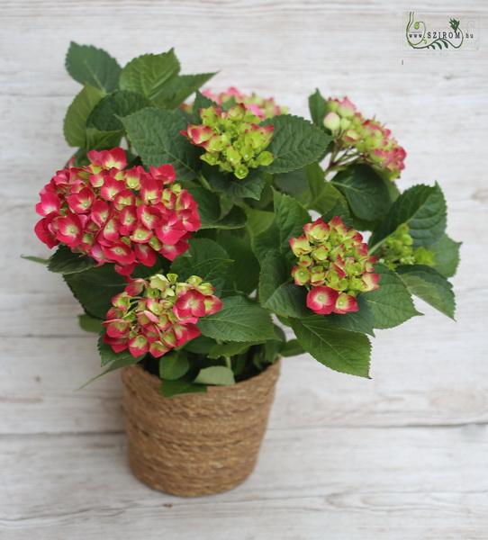 flower delivery Budapest - hydrangea in pot (garden)