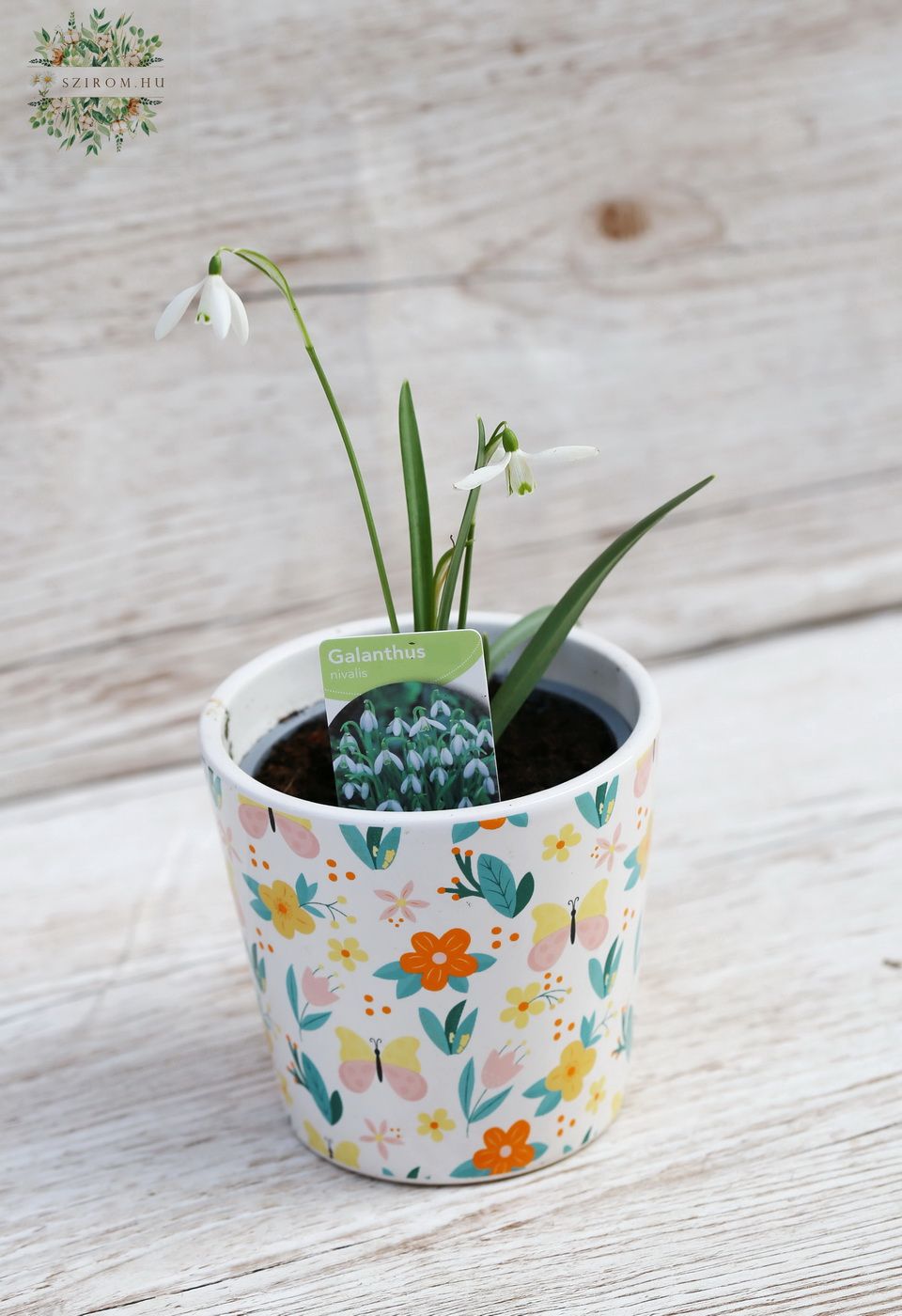 flower delivery Budapest - Snowdrop 10cm outdoors