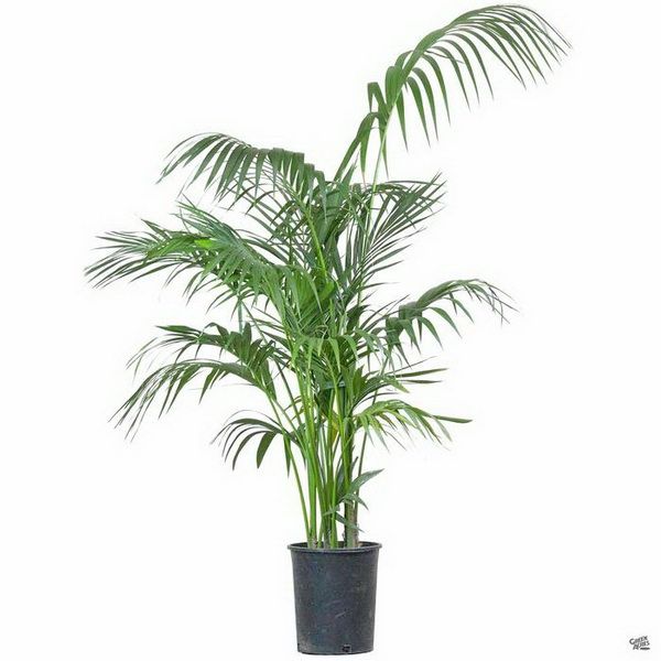 Blumenlieferung nach Budapest - Howea forsteriana (T:24cm, H:150cm)