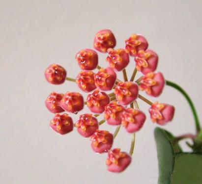 Blumenlieferung nach Budapest - Hoya (30cm) - Zimmerpflanze