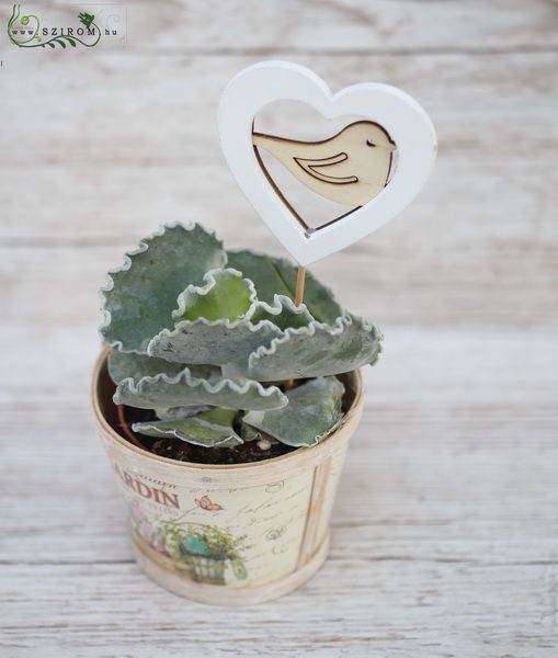 flower delivery Budapest - Cotyledon in pot with heart-bird decoration