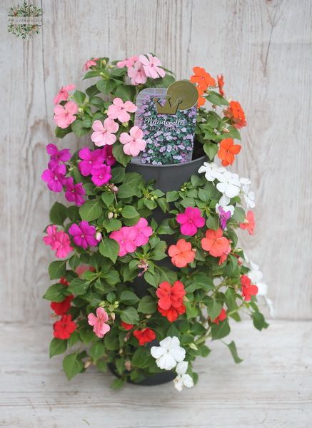 Blumenlieferung nach Budapest - Impatiens-Säule (Balkonblume)