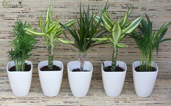 flower delivery Budapest - Office / home green plant set 