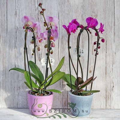 Blumenlieferung nach Budapest - Phalaenopsis Orchidee mit einem Zweig mit gebogenen Blüten in verschiedener Farben in Topf, 1 st