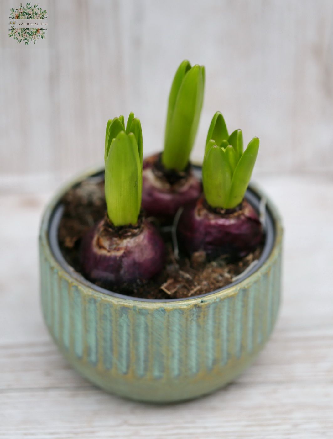 flower delivery Budapest - Hyacinth in a pot