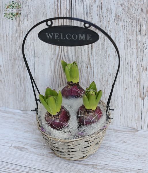 flower delivery Budapest - Hyacinth in pot