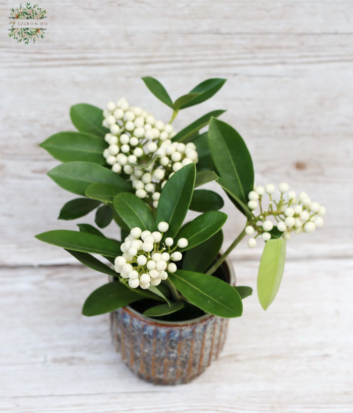 Blumenlieferung nach Budapest - Skimmia japonica Oberries White (20cm) im Topf