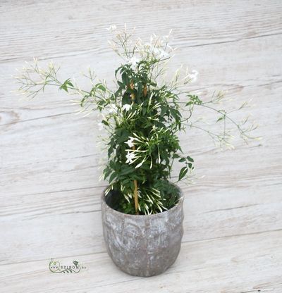 Blumenlieferung nach Budapest - Jasmin mit Topf (drinnen)