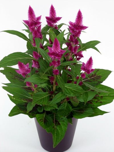 Blumenlieferung nach Budapest - Celosia im Keramiktopf - Balkonpflanze