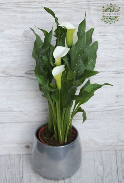 Blumenlieferung nach Budapest -  Calla in verschiedenen Farben
