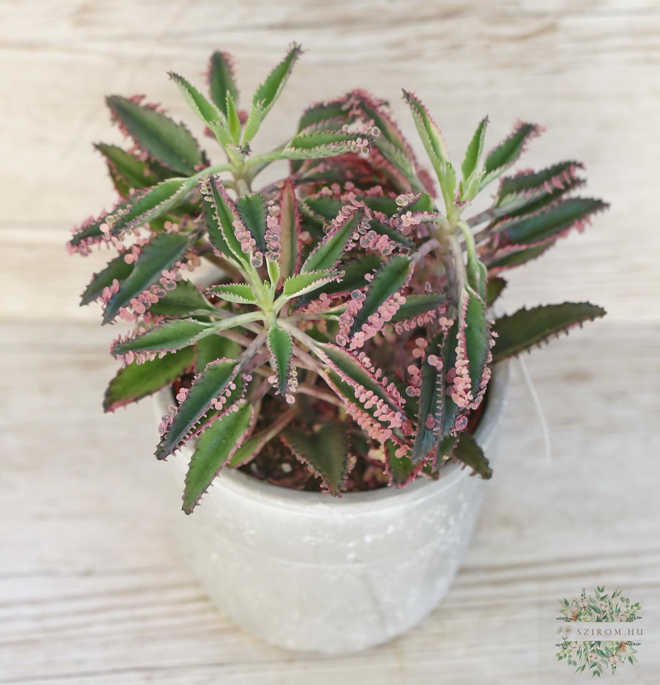 Virágküldés Budapest - Kalanchoe daigremontiana 'Pink in Stone'