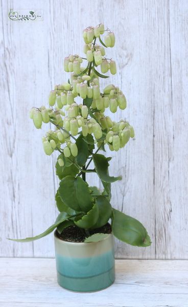 Virágküldés Budapest - Kalanchoe Magic Bell kaspóban
