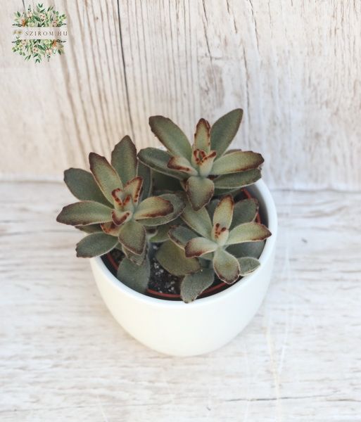 flower delivery Budapest - Kalanchoe Tomentosa