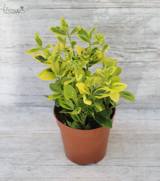 flower delivery Budapest - Euonymus, 30 cm - balcony plant