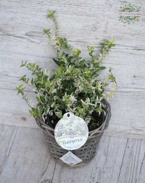 Blumenlieferung nach Budapest - Euonymus im Topf (garten)